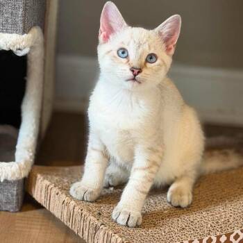 Windex -  Siamese Cat for Adoption in Jarrettsville, Maryland - Windex | PetCurious