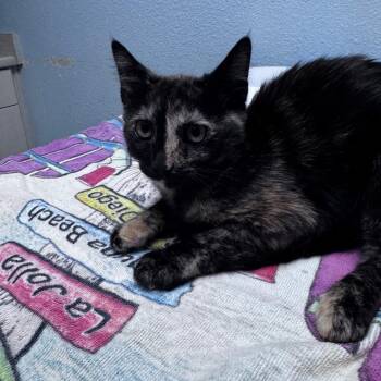 Bubblegum -  Domestic Short Hair Cat for Adoption in Riverside, California - Bubblegum | PetCurious
