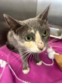 Puma -  Domestic Short Hair Cat for Adoption in Hartsville, South Carolina - Puma | PetCurious