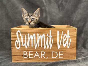 Rescue Domestic Short Hair Cats for Adoption in Bear, Delaware - Cygnus | PetCurious