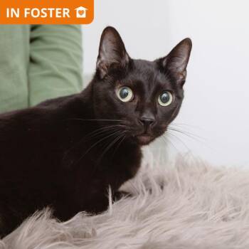 Clavicle -  Domestic Short Hair Cat for Adoption in Los Angeles, California - Clavicle | PetCurious