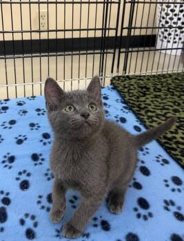 Domestic Short Hair Cats Available for Adoption in Fort Lupton, Colorado - December IL | PetCurious