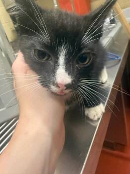 Domestic Short Hair Cats Available for Adoption in Douglasville, Georgia - Freckle | PetCurious