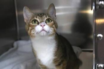 Gladys -  Domestic Short Hair Cat for Adoption in Brunswick, Georgia - Gladys | PetCurious