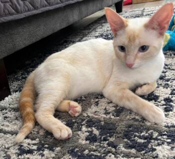 Toastie -  Siamese Cat for Adoption in San Juan Capistrano, California - Toastie | PetCurious