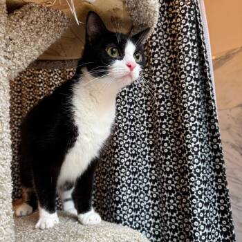 Espresso -  Domestic Short Hair Cat for Adoption in Gibsonia, Pennsylvania - Espresso | PetCurious