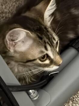 Bijou -  Domestic Medium Hair Cat for Adoption in Walled Lake, Michigan - Bijou | PetCurious
