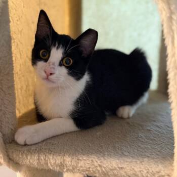 Panda -  Domestic Short Hair Cat for Adoption in Long Beach, California - Panda | PetCurious
