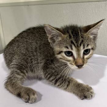 Caspian -  Domestic Short Hair Cat for Adoption in Clearwater, Florida - Caspian | PetCurious