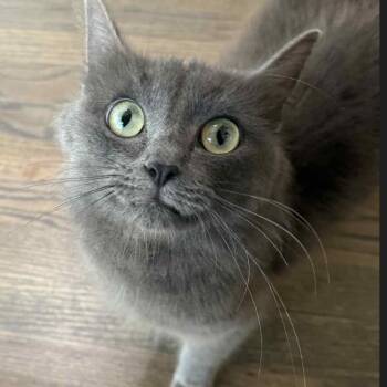Rescue Domestic Medium Hair Cats for Adoption in Brevard, North Carolina - Stormy | PetCurious