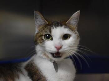 Pretzel -  Domestic Short Hair Cat for Adoption in Portland, Oregon - Pretzel | PetCurious