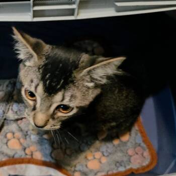 20260617-A5 Bootstrap Bill -  Domestic Short Hair Cat for Adoption in Chehalis, Washington - 20260617-A5 Bootstrap Bill | PetCurious