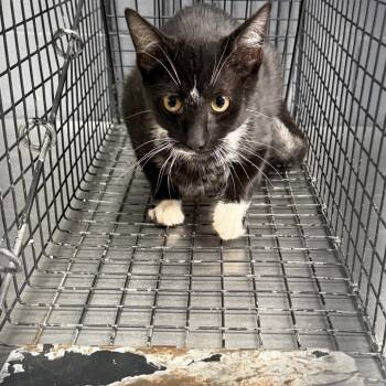 TUSC-Wildlife-84910 -  Domestic Short Hair Cat for Adoption in Tuscaloosa, Alabama - TUSC-Wildlife-84910 | PetCurious