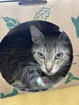 Domestic Short Hair Cats Available for Adoption in West Chester, Pennsylvania - Dez | PetCurious