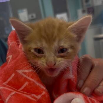 Yusuf -  Domestic Short Hair Cat for Adoption in St. Louis, Missouri - Yusuf | PetCurious