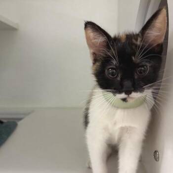 Scally Wag -  Domestic Short Hair Cat for Adoption in Phoenix, Arizona - Scally Wag | PetCurious