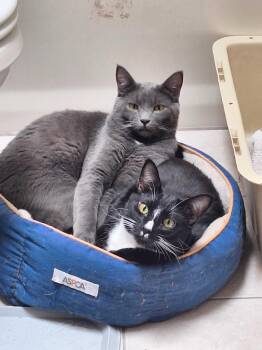 Hank and Ace -  Domestic Short Hair Cat for Adoption in Seattle, Washington - Hank And Ace | PetCurious