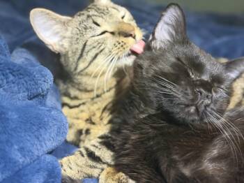 Phoenix- his best friend just got adopted -  Domestic Short Hair Cat for Adoption in Herndon, Virginia - Phoenix- His Best Friend Just Got Adopted | PetCurious