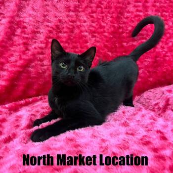 Rescue Domestic Short Hair Cats for Adoption in Raleigh, North Carolina - Otter | PetCurious