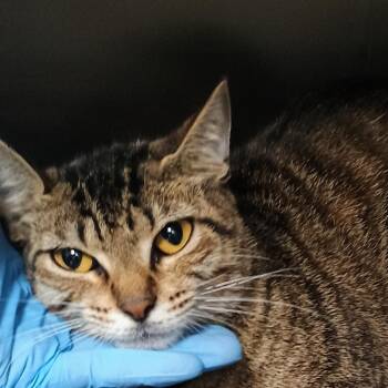 Anna-Mae -  Domestic Short Hair Cat for Adoption in Palestine, Texas - Anna-Mae | PetCurious
