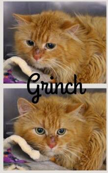 Domestic Medium Hair Cats Available for Adoption in Pierceton, Indiana - Grinch- BARN | PetCurious