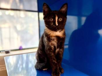 RAYA -  Domestic Short Hair Cat for Adoption in Santa Rosa, California - RAYA | PetCurious