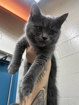 DENVER -  Domestic Long Hair Cat for Adoption in Peoria, Illinois - DENVER | PetCurious