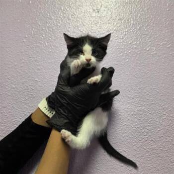 Domestic Medium Hair Cats Available for Adoption in El Paso, Texas - 61050719 | PetCurious