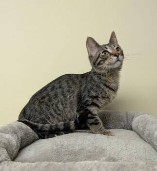 Rescue Domestic Short Hair Cats for Adoption in Lake Orion, Michigan - Fonzie | PetCurious