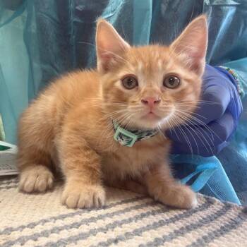 Goten w/ Gohen -  Domestic Short Hair Cat for Adoption in Flagstaff, Arizona - Goten W/ Gohen | PetCurious