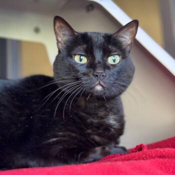 Domestic Short Hair Cats Available for Adoption in Goleta, California - Midnight | PetCurious
