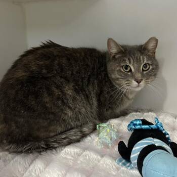 Domestic Short Hair Cats Available for Adoption - Bunny Foo Foo | PetCurious