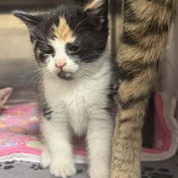 Domestic Short Hair Cats Available for Adoption in Jacksboro, Tennessee - Fran | PetCurious