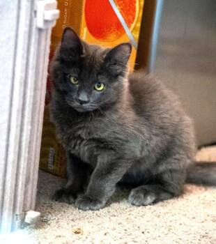 Grayling -  Domestic Medium Hair Cat for Adoption in Anchorage, Alaska - Grayling | PetCurious