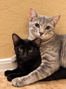 Thanos Avenger Bonded With Nebula -  Domestic Short Hair and Tabby Cat for Adoption in Chandler, Arizona - Thanos Avenger Bonded With Nebula | PetCurious