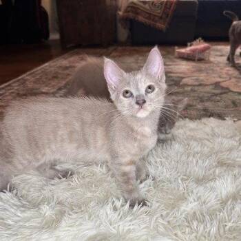 Domestic Short Hair Cats Available for Adoption in St. Cloud, Florida - Zoey | PetCurious