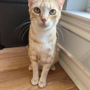 Mama Maude -  Domestic Short Hair Cat for Adoption in Bryan, Texas - Mama Maude | PetCurious