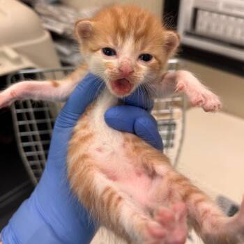 Jack Straw -  Domestic Short Hair Cat for Adoption in Lynchburg, Virginia - Jack Straw | PetCurious