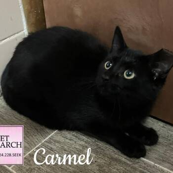 Rescue Domestic Short Hair Cats for Adoption in Washington, Pennsylvania - Carmel | PetCurious
