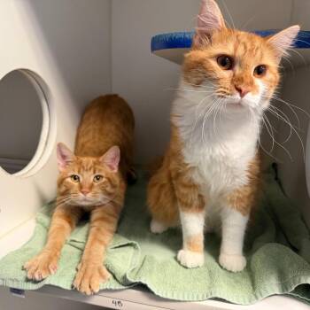 Edmund -  Domestic Medium Hair Cat for Adoption in Normal, Illinois - Edmund | PetCurious