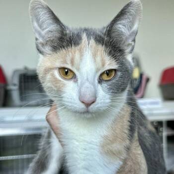 Baguette -  Domestic Short Hair Cat for Adoption in Matteson, Illinois - Baguette | PetCurious