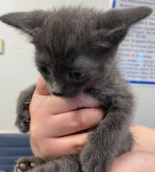 Orion -  Domestic Short Hair Cat for Adoption in Shreveport, Louisiana - Orion | PetCurious