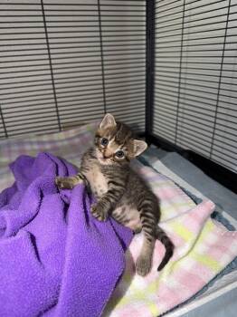 Rudy -  Domestic Short Hair Cat for Adoption in Davis, California - Rudy | PetCurious