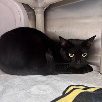 Domestic Short Hair Cats Available for Adoption in Alameda, California - QUINCY | PetCurious