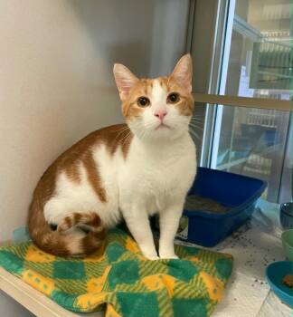 Newt -  Domestic Short Hair Cat Available for Adoption in Ontario, Ohio - Newt | PetCurious