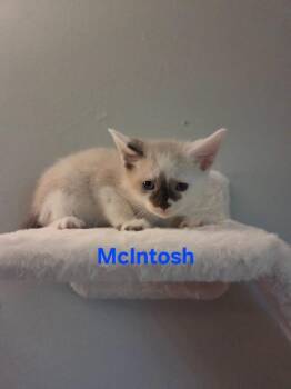 McIntosh -  Siamese Cat for Adoption in Yorktown, Indiana - McIntosh | PetCurious