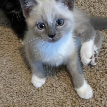 Boo -  Domestic Short Hair and Siamese Cat for Adoption in Concord, North Carolina - Boo | PetCurious