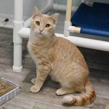 Max -  Domestic Short Hair Cat for Adoption in Mobile, Alabama - Max | PetCurious