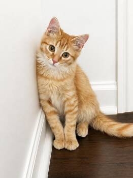 Dewalt -  Domestic Long Hair and Tabby Cat for Adoption in Greensboro, North Carolina - Dewalt | PetCurious