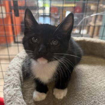 Domestic Short Hair Cats Available for Adoption in Sarasota, Florida - Emory | PetCurious